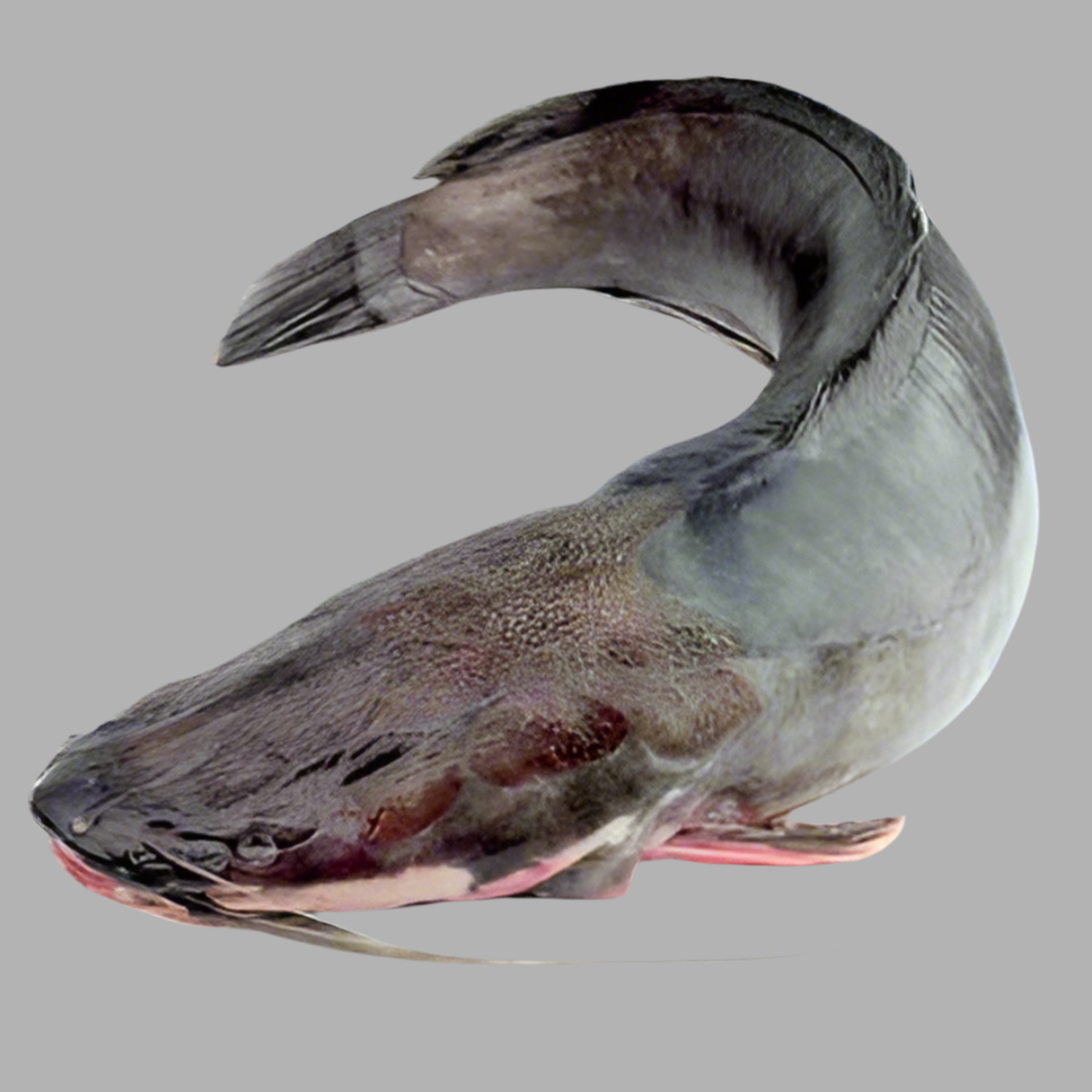 F-Magur Fish Regular Cut $6.99/lbs