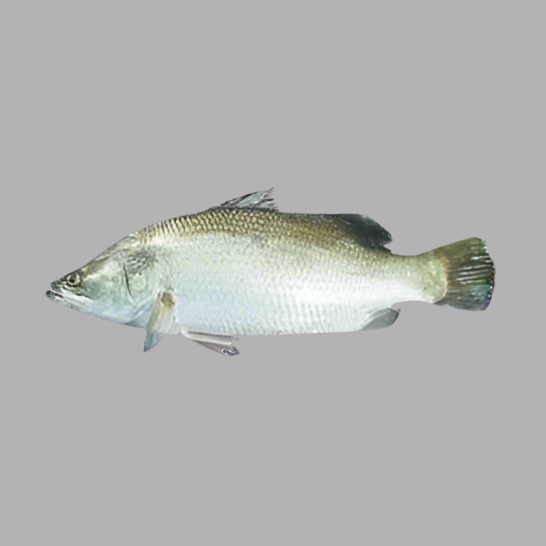 F-Koral Fish Regular Cut $5.99/lbs