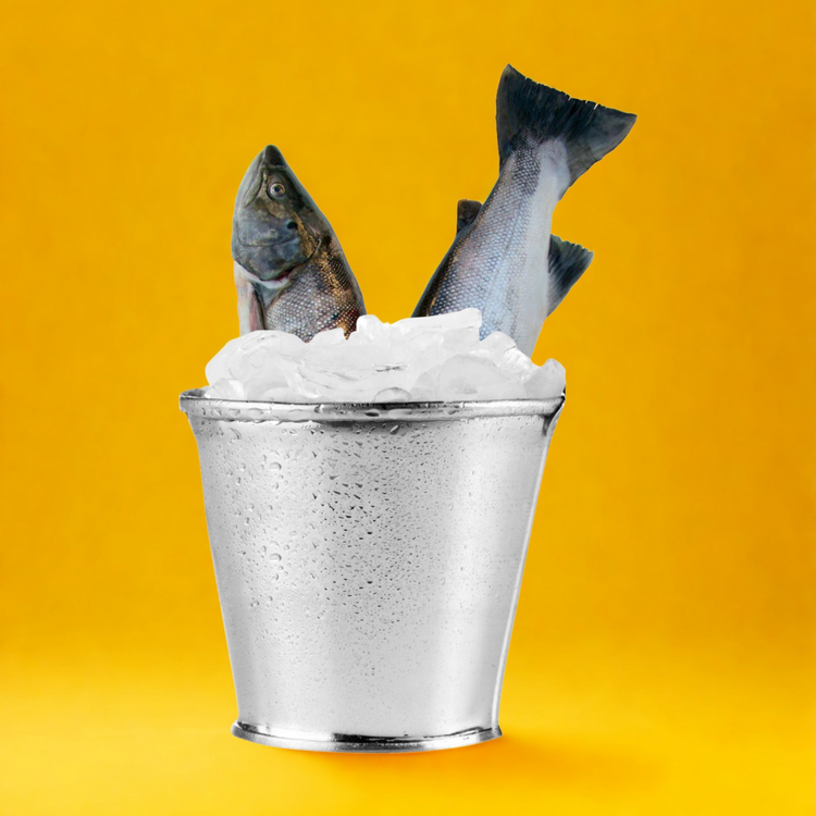 Block Fishes