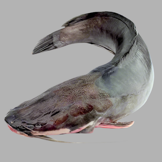 F-Magur Fish Regular Cut $6.99/lbs