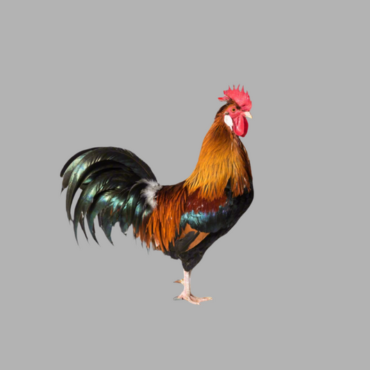 M-Young Rooster $21.99/Rooster