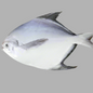 F-Rupchada Fish Big $9.99/lbs