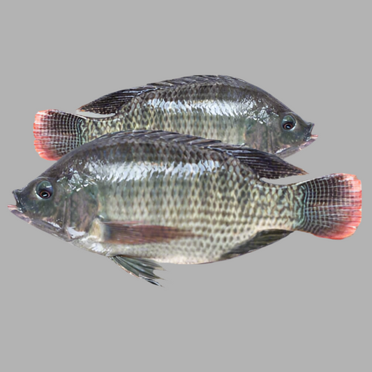 F-Tilapia Fish Regular Cut $3.99/lbs