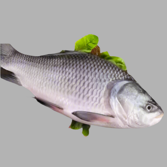 F-Whole Katla Fish Regular Cut $4.49/lbs Approximate 10 lbs