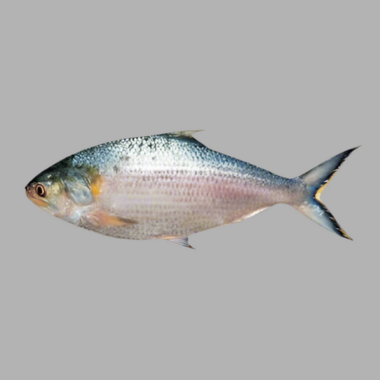 F-Whole Chandpur Hilsa Fish Regular Cut $19.99/lbs Approximate 4 lbs