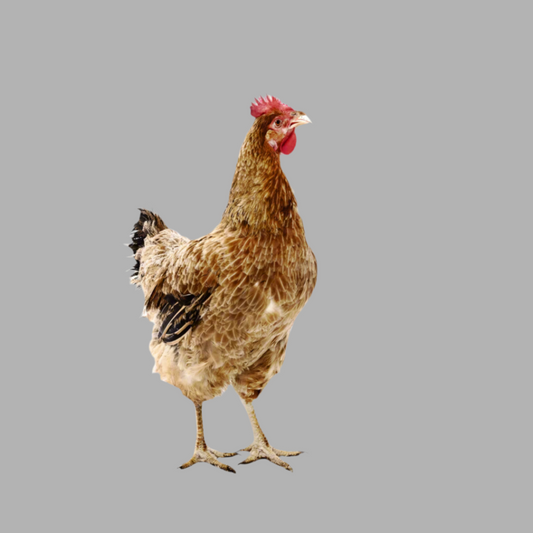 M-Old Hen $14.99/Chicken